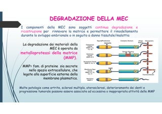 I componenti della MEC sono soggetti continua degradazione e
ricostruzione per rinnovare la matrice e permettere il rimodellamento
durante lo sviluppo embrionale o in seguito a danno tissutale/malattia
La degradazione dei materiali della
MEC è operata da
metalloproteasi della matrice
(MMP).
MMP= fam. di proteine sia secrete
nello spazio extracellulare, che
legate alla superficie esterna della
membrana plasmatica.
Molte patologie come artrite, sclerosi multipla, aterosclerosi, deterioramento dei denti e
progressione tumorale possono essere associate ad eccessiva o inappropriata attività delle MMP
DEGRADAZIONE DELLA MEC
 