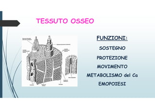 TESSUTO OSSEO
FUNZIONI:
SOSTEGNO
PROTEZIONE
MOVIMENTO
METABOLISMO del Ca
EMOPOIESI
 