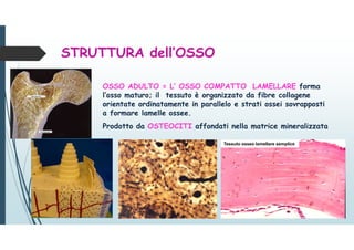 STRUTTURA dell’OSSO
OSSO ADULTO = L’ OSSO COMPATTO LAMELLARE forma
l’osso maturo; il tessuto è organizzato da fibre collagene
orientate ordinatamente in parallelo e strati ossei sovrapposti
a formare lamelle ossee.
Prodotto da OSTEOCITI affondati nella matrice mineralizzata
Tessuto osseo lamellare semplice
 