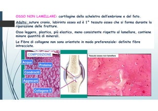 OSSO NON LAMELLARE: cartilagine dello scheletro dell’embrione e del feto.
Adulto: suture cranio, labirinto osseo ed è 1° tessuto osseo che si forma durante la
riparazione delle fratture.
Osso leggero, plastico, più elastico, meno consistente rispetto al lamellare, contiene
minore quantità di minerali.
Le Fibre di collagene non sono orientate in modo preferenziale: definite fibre
intrecciate.
Tessuto osseo non lamellare
 