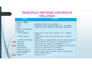 50%
PRINCIPALI PROTEINE CONTENUTE
NELL’OSSO
 