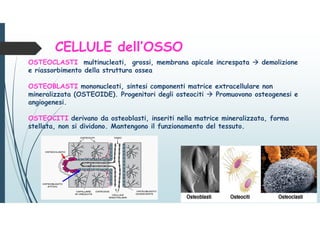 OSTEOCLASTI multinucleati, grossi, membrana apicale increspata  demolizione
e riassorbimento della struttura ossea
OSTEOBLASTI mononucleati, sintesi componenti matrice extracellulare non
mineralizzata (OSTEOIDE). Progenitori degli osteociti  Promuovono osteogenesi e
angiogenesi.
OSTEOCITI derivano da osteoblasti, inseriti nella matrice mineralizzata, forma
stellata, non si dividono. Mantengono il funzionamento del tessuto.
CELLULE dell’OSSO
 
