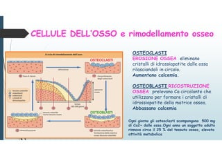 OSTEOCLASTI
EROSIONE OSSEA eliminano
cristalli di idrossiapatite dalle ossa
rilasciandoli in circolo.
Aumentano calcemia.
OSTEOBLASTI RICOSTRUZIONE
OSSEA prelevano Ca circolante che
utilizzano per formare i cristalli di
idrossiapatite della matrice ossea.
Abbassano calcemia
CELLULE DELL’OSSO e rimodellamento osseo
Ogni giorno gli osteoclasti scompongono 500 mg
di Ca2+ dalle ossa.Ogni anno un soggetto adulto
rinnova circa il 25 % del tessuto osseo, elevata
attività metabolica
OSTEOCLASTIOSTEOCLASTIOSTEOCLASTIOSTEOCLASTI
OSTEOBLASTOSTEOBLASTOSTEOBLASTOSTEOBLASTI
 