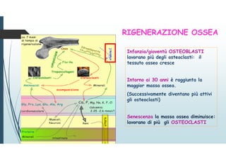 Infanzia/gioventù OSTEOBLASTI
lavorano più degli osteoclasti: il
tessuto osseo cresce
Intorno ai 30 anni è raggiunta la
maggior massa ossea.
(Successivamente diventano più attivi
gli osteoclasti)
Senescenza la massa ossea diminuisce:
lavorano di più gli OSTEOCLASTI
RIGENERAZIONE OSSEA
 