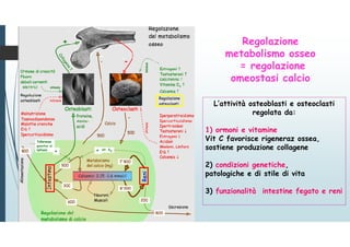 L’attività osteoblasti e osteoclasti
regolata da:
1) ormoni e vitamine
Vit C favorisce rigeneraz ossea,
sostiene produzione collagene
2) condizioni genetiche,
patologiche e di stile di vita
3) funzionalità intestine fegato e reni
Regolazione
metabolismo osseo
= regolazione
omeostasi calcio
 