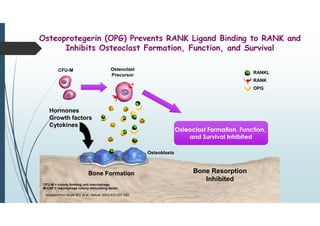 For Internal Use Only. Amgen Confidential.
Osteoprotegerin (OPG) Prevents RANK Ligand Binding to RANK and
Inhibits Osteoclast Formation, Function, and Survival
Hormones
Growth factors
Cytokines
Bone Formation
Adapted from Boyle WJ, et al. Nature. 2003;423:337-342.
Bone Resorption
Inhibited
Osteoclast Formation, Function,
and Survival Inhibited
Osteoclast Formation, Function,
and Survival Inhibited
CFU-M Osteoclast
Precursor
CFU-M = colony forming unit macrophage
M-CSF = macrophage colony stimulating factor
Osteoblasts
RANKL
RANK
OPG
 