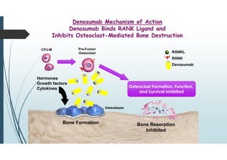 Denosumab Mechanism of Action
Denosumab Binds RANK Ligand and
Inhibits Osteoclast-Mediated Bone Destruction
RANKL
RANK
Denosumab
Bone Formation
Hormones
Growth factors
Cytokines
Bone Resorption
Inhibited
Osteoclast Formation, Function,
and Survival Inhibited
CFU-M Pre-Fusion
Osteoclast
Osteoblasts
 