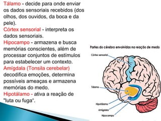 Tálamo - decide para onde enviar
os dados sensoriais recebidos (dos
olhos, dos ouvidos, da boca e da
pele).
Córtex sensorial - interpreta os
dados sensoriais.
Hipocampo - armazena e busca
memórias conscientes, além de
processar conjuntos de estímulos
para estabelecer um contexto.
Amígdala (Tonsila cerebelar)
decodifica emoções, determina
possíveis ameaças e armazena
memórias do medo.
Hipotálamo - ativa a reação de
"luta ou fuga“.
 