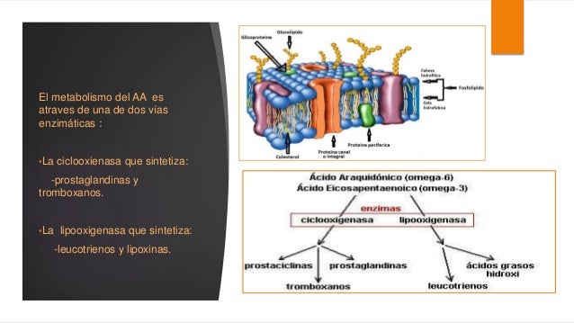 metabolismo del Acido Araquidonico y Mediadores de origen metabolismo del Acido Araquidonico y Mediadores de origen