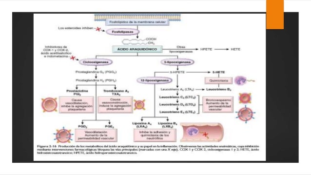 metabolismo del Acido Araquidonico y Mediadores de origen metabolismo del Acido Araquidonico y Mediadores de origen