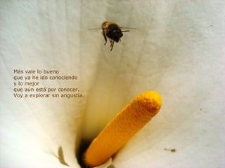 Más vale lo bueno que ya he ido conociendo y lo mejor que aún está por conocer. Voy a explorar sin angustia. 