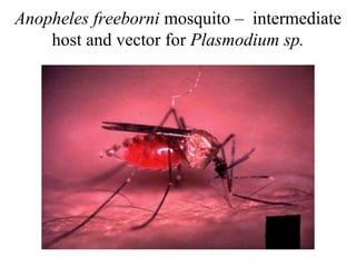 Anopheles freeborni mosquito – intermediate
host and vector for Plasmodium sp.
 