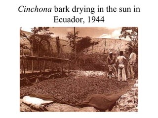 Cinchona bark drying in the sun in
Ecuador, 1944
 