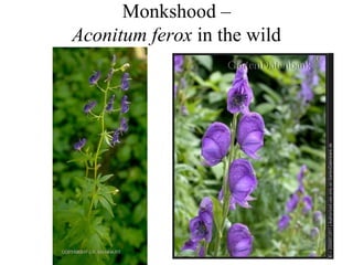 Monkshood –
Aconitum ferox in the wild
 
