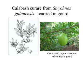 Calabash curare from Strychnos
guianensis – carried in gourd
Crescentia cujete – source
of calabash gourd
 