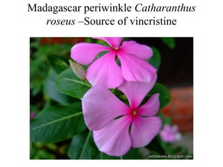 Madagascar periwinkle Catharanthus
roseus –Source of vincristine
 