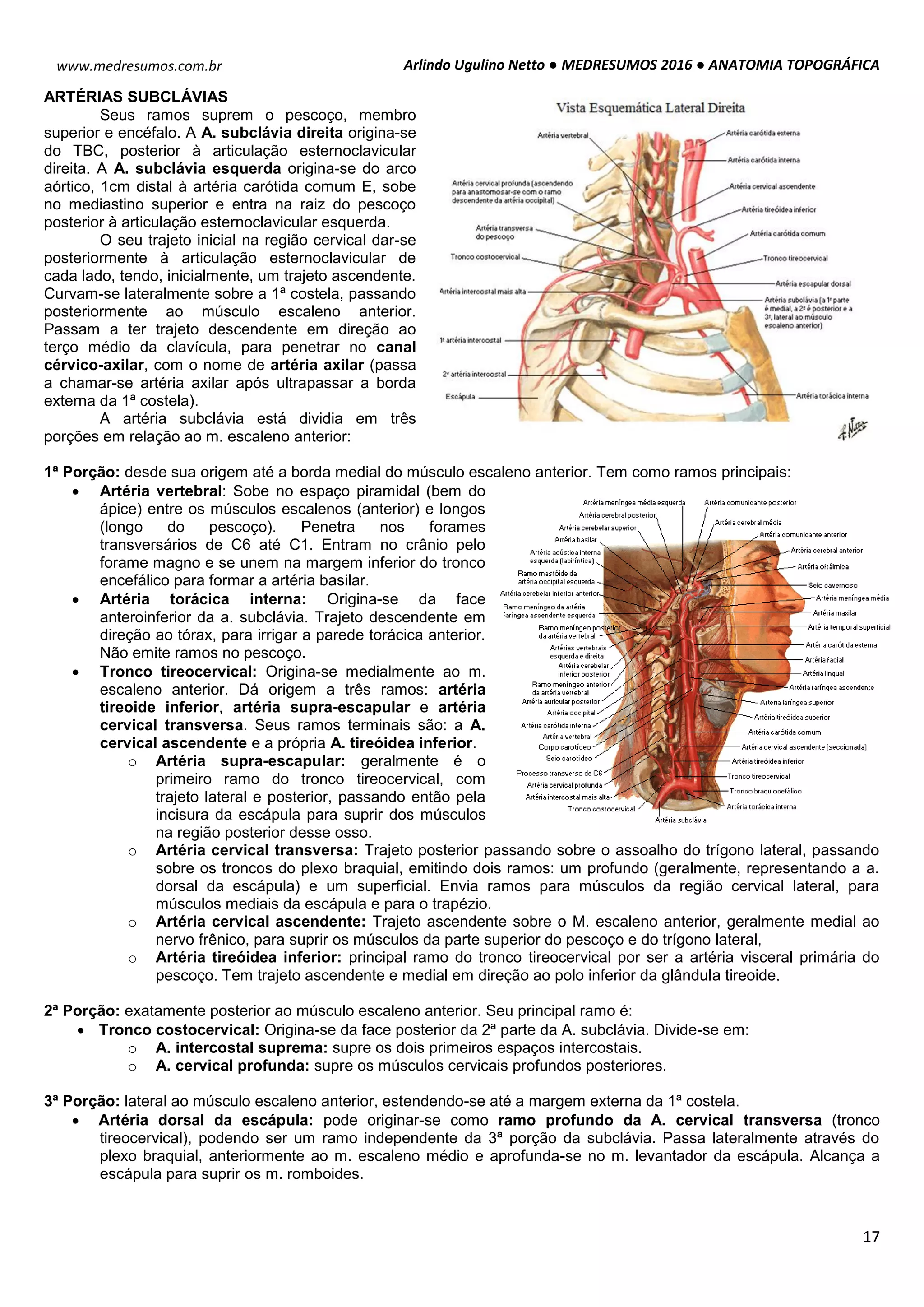 Medresumos 2016 anatomia topográfica - pescoço | PDF