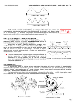 Arlindo Ugulino Netto; Raquel Torres Bezerra Dantas ● MEDRESUMOS 2016 ● CEF
102
www.medresumos.com.br
No 1° exemplo o período refratário é longo em a relação à fibra ao seu lado, por isso tem
uma frequência estimulatória menor. Já no exemplo 2 o período de refração é mais rápido e célula
sai da despolarização e se repolariza podendo ser estimulada mais uma vez. Assim devido ao
baixo período refratário (P.R.), maior será a frequência de estimulação (F.E.).
CÉLULAS DE SCHWANN E CONDUÇÃO SALTATÓRIA
As células de Schawann são células da Glia do tecido nervoso. Elas
revestem o axônio, formando a chamada bainha de mielina, servindo de
isolante elétrico, aumentando a propagação do impulso.
A membrana do axônio é envolvida pela célula de Schwann, cuja a
membrana é rica em uma lipoproteína mielina (isolante elétrico). Entre uma
bainha de mielina e outra encontram-se o nodo de ranvier, é através desse
nodo de ranvier que ocorre a despolarização, ocorrendo o impulso
saltatório. Essa condução saltatória conduz o impulso mais rapidamente, e
conserva energia para o axônio.
Doenças dismielinizantes cursam com redução do revestimento do
axônio, o que diminui a condução saltatória e prolonga o tempo de
transmissão do impiulso nervoso. Isso faz com que o paciente
curse com redução da função neurológica do nervo correspondente
(paralisias, parestesias, etc.).
SINAPSE NERVOSA
O neurônio é a celula do sistema nervoso responsavel por captar os impulsos nervosos. O seu citoplasma
(axoplasma) é responsável por sintetizar vesículas contendo neurotransmissores, que são encaminhados ao botão
sináptico. Guiadas e estimuladas pelo Ca
+2
, essas vesículas liberam esses neurotransmissores na fenda sináptica,
propagando o impulso para os dendritos de um outro neurônio.
A sinapse propriamente dita é justamente o espaço entre a célula pré-sinaptica e a célula pós-sináptica, a qual
possui receptores para os neurotransmissores liberados para dar continuidade ao impulso.
↑F.E. α _1_
↓P.R.
 