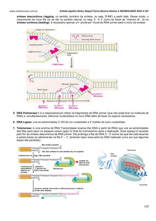 Arlindo Ugulino Netto; Raquel Torres Bezerra Dantas ● MEDRESUMOS 2016 ● CEF
110
www.medresumos.com.br
síntese descontínua (lagging, no sentido contrário da síntese, ou seja, 3’5’) a partir dela. Desse modo, o
crescimento da nova fita vai se dar no sentido natural, ou seja, 5’  3’ como se fosse de “marcha ré”. Já na
síntese contínua (leading), é necessário apenas um “ponta-pé” inicial da RNA primer para o início da síntese.
5. DNA Polimerase I: é a responsável por retirar os fragmentos de RNA primer (que não pode ficar na molécula de
DNA) e, simultaneamente, adicionar nucleotídeos no novo DNA além de fazer os reparos necessários.
6. DNA Ligase: une as extremidades 3’ OH de um nucleotídeo e 5’ fosfato de outro nucleotídeo.
7. Telomerase: é uma enzima de RNA Transcriptase reversa (faz DNA a partir de RNA) que une as extremidades
das fitas para repor os espaços vazios (gap) no final do cromossomo após a replicação. Esse espaço é causado
pelo fim da síntese descontínua da RNA primer. Ela prolonga a fita de DNA 3’ - 5’ acima da qual ela está atuando
e pareia bases ao adiciona-las na fita 5’ – 3’, tentando repor essa parte do DNA replicado (uma vez que algumas
bases são perdidas).
 