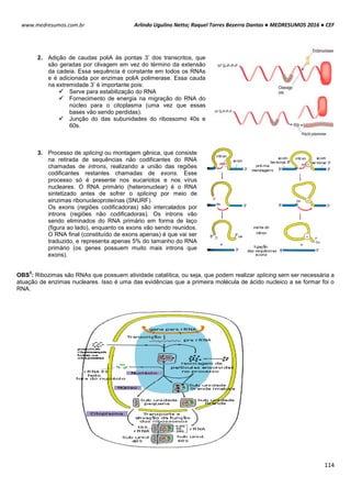 Arlindo Ugulino Netto; Raquel Torres Bezerra Dantas ● MEDRESUMOS 2016 ● CEF
114
www.medresumos.com.br
2. Adição de caudas poliA às pontas 3’ dos transcritos, que
são geradas por clivagem em vez do término da extensão
da cadeia. Essa sequência é constante em todos os RNAs
e é adicionada por enzimas poliA polimerase. Essa cauda
na extremidade 3’ é importante pois:
 Serve para estabilização do RNA
 Fornecimento de energia na migração do RNA do
núcleo para o citoplasma (uma vez que essas
bases vão sendo perdidas).
 Junção do das subunidades do ribossomo 40s e
60s.
3. Processo de splicing ou montagem gênica, que consiste
na retirada de sequências não codificantes do RNA
chamadas de introns, realizando a união das regiões
codificantes restantes chamadas de exons. Esse
processo só é presente nos eucariotos e nos vírus
nucleares. O RNA primário (heteronuclear) é o RNA
sintetizado antes de sofrer o splicing por meio de
einzimas ribonucleoproteínas (SNURF).
Os exons (regiões codificadoras) são intercalados por
introns (regiões não codificadoras). Os introns vão
sendo eliminados do RNA primário em forma de laço
(figura ao lado), enquanto os exons vão sendo reunidos.
O RNA final (constituído de exons apenas) é que vai ser
traduzido, e representa apenas 5% do tamanho do RNA
primário (os genes possuem muito mais introns que
exons).
OBS
3
: Ribozimas são RNAs que possuem atividade catalítica, ou seja, que podem realizar splicing sem ser necessária a
atuação de enzimas nucleares. Isso é uma das evidências que a primeira molécula de ácido nucleico a se formar foi o
RNA.
 