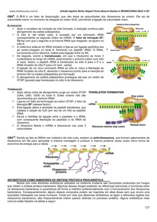 Arlindo Ugulino Netto; Raquel Torres Bezerra Dantas ● MEDRESUMOS 2016 ● CEF
117
www.medresumos.com.br
OBS
9
: O IF-3 é um fator de dissociação, que não deixa as subunidades dos ribossomos se unirem. Ele sai da
subunidade menor no momento da chegada do códon AUG, permitindo a ligação da subunidade maior.
ELONGAÇÃO
 Após o complexo de iniciação ter sido formado, a tradução continua pelo
alongamento da cadeia polipeptídica.
 O sítio A, até então vazio, é ocupado por um aminoacil- tRNA
correspondente ao segundo códon do mRNA. O fator de iniciação EF-
TU faz com que o segundo e os futuros RNAt que chegarão, se liguem no
sítio A.
 A metionina solta-se do tRNA iniciador e liga-se por ligação peptídica aos
aa recém-chegado no local A, formando um peptidil- tRNA. O RNAr,
funcionando como ribozima, realiza essa ligação entre os AA.
 De seguida, ocorre a translocação, em que o ribossomo se move 3
nucleotídeos ao longo do mRNA, posicionando o próximo códon num sítio
A vazio. Assim, o peptidil- tRNA é translocado do sítio A para o P e o
tRNA iniciador do sítio P para o E (exit - saída).
 A ligação de um novo aminoacil- tRNA ao sítio A, induz a libertação do
tRNA iniciador do sítio E, deixando o ribossomo pronto para a inserção do
próximo AA na cadeia polipeptídica em formação.
 O alongamento da cadeia polipeptídica prossegue até que um códon de
STOP (parada) seja translocado no sítio A do ribossomo.
TERMINAÇÃO
 Após vários ciclos de alongamento surge um códon STOP
(UAA, UAG, UGA) no local A. Estes códons não são
reconhecidos por nenhum RNAt.
 Liga-se um fator de terminação ao códon STOP, o fator de
liberação RF (release factor).
 Esta ligação altera a atividade da peptidil transferase, que
catalisa a adição de H2O (em vez de um AA) ao peptidil-
tRNA.
 Dá-se a hidrólise da ligação entre o peptídeo e o tRNA,
com consequente libertação do peptídeo e do tRNA do
ribossomo.
 O ribossomo liberta o mRNA e dissocia-se nas suas 2
subunidades.
OBS
10
: Devido ao fato do RNAm ser instável e de vida curta, existem os polirribossomos, que formam aglomerados de
ribossomos em fila para aproveitar a mesma mensagem e produzir a mesma proteína varias vezes como forma de
economia de energia para a célula.
ANTIBIÓTICOS COMO INIBIDORES DE SÍNTESE PROTEICA PROCARIÓTICA
Muitos dos mais eficientes antibióticos utilizados na medicina moderna são compostos produzidos por fungos
que inibem a síntese proteica bacteriana. Algumas dessas drogas exploram as diferenças estruturais e funcionais entre
os ribossomos bacterianos e eucarióticos de forma a interferir preferencialmente com o funcionamento dos ribossomos
bacterianos. Consequentemente, alguns desses compostos podem ser ingeridos em altas doses sem que ocorra uma
toxicidade indesejada nos seres humanos. Tendo em vista que diferentes antibióticos se ligam a diferentes regiões dos
ribossomos bacterianos, eles frequentemente inibem passos distintos no processo sintético. Alguns antibióticos mais
comuns estão listados na tabela a seguir:
 