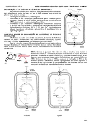 Arlindo Ugulino Netto; Raquel Torres Bezerra Dantas ● MEDRESUMOS 2014 ● CEF
196
www.medresumos.com.br
DEGRADAÇÃO DO GLICOGÊNIO NO FÍGADO PELA EPINEFRINA
A epinefrina/adrenalina é um hormônio hiperglicemiante (como o glucagon)
para situações de perigo ou fuga, em que o SNC necessita urgentemente de
glicose como fonte de energia.
Ela se liga a receptores α ou β-adrenérgicos:
 Quando ela se liga a receptores β-adrenérgicos, realiza a mesma ação do
glucagon: ativando a adenilil ciclase, aumentando as concentrações de
AMPC, estimulando os processos de glicogenólise.
 Quando ela se liga a receptores α-adrenérgicos, ela estimula a fosfolipase
C, enzima que forma inositol-1,4,5-trifosfato (IP3) e diacilglicerol a partir de
fosfatidil-inositol-4,5-difosfato (PIP2). O IP3 libera Ca
2+
no citoplasma de
células musculares, estimulando a glicogenólise. O diacilglicerol inibe a
ação da glicogênese.
CONTROLE NEURAL DA DEGRADAÇÃO DE GLICOGÊNIO NO MÚSCULO
ESQUELÉTICO
A fosforilase muscular, como foi dito previamente, é diferente da fosforilase
hepática. Ela possui 4 subunidades: α e β (onde ocorrerá a fosforilação), γ (gama,
sítio ativo) e δ (delta, a calmodulina, que será estimulado pelo cálcio).
Durante o impulso nervoso, há despolarização da membrana plasmática e
liberação de cálcio pelo retículo endoplasmático liso. Quando ocorre a liberação de
cálcio na fibra muscular, ativa-se o sítio ativo da fosforilase muscular, iniciando a
glicogenólise.
OBS
8
: Quando o glucagon não está em ação, a insulina, para manter a
homeostase, estimula a síntese de glicogênio no músculo e no fígado. A insulina
estimula a síntese de glicogênio no músculo e no fígado. Esse hormônio, ao se
ligar com seus receptores, ativa a enzima fosfodiesterase que converte AMPC em
AMP, diminuindo os níveis de AMPC, causando a inativação da PKA e da
fosfatase quinase e a fosforilase, inibindo a glicogenólise. Isso ocorre logo após a
alimentação, em que os níveis de glicose se elevam e a insulina é liberada para
que ocorra a glicogênese por ação da glicogênio sintetase.
Músculo Fígado
 