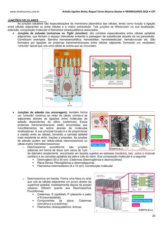 Arlindo Ugulino Netto; Raquel Torres Bezerra Dantas ● MEDRESUMOS 2016 ● CEF
20
www.medresumos.com.br
JUNÇÕES CELULARES
As junções celulares são especializações da membrana plasmática das células, tendo como função a ligação
entre células adjacentes ou entre células e a matriz extracelular. Tais junções se diferenciam na sua localização,
extensão, composição molecular e filamentos citoesqueléticos associados.
 Junções de oclusão (oclusivas ou Tight Junction): são contatos especializados entre células epiteliais
adjacentes, que fecham o espaço intercelular evitando a passagem de substâncias através da via paracelular.
Constituem exemplos: Barreira hematoencefálica; hematobiliar; hematotesticular; hemato-ocular etc. São
formados por ligações de proteínas transmembranares entre células adjacente, formando um verdadeiro
“cinturão” apical que une uma célula às outras que as circundam.
 Junções de adesão (ou ancoragem): também forma
um “cinturão” contínuo ao redor da célula, unindo-a às
adjacentes através de ligações entre moléculas de
adesão dependentes de cálcio (caderinas). Essas
proteínas transmembranares estão encontadas aos
microfilamentos de actina através de moléculas
sinalizadoras. A sua principal função é a de proporcionar
a coesão entre as células, tornando a camada epitelial
mais resistente ao atrito, trações e pressões. As junções
de adesão podem ser célula-célula (desmossomos) ou
célula-matriz (hemidesmossomos):
o Desmossomos punctiforme: são junções
adesivas em forma de disco com cerca de 1μm
de diâmetro amplamente encontrado em tecidos sujeitos ao estresse mecânico, tais como o músculo
cardíaco e as camadas epiteliais da pele e colo do útero. Sua composição molecular é a seguinte:
 Desmogleia (30 a 50 ŋm): Caderinas (Desmogleínas e desmocolinas)
 Placa Densa: Placoglobinas e desmoplaquinas.
 Filamentos Intermediários (8 e 10 ŋm): Constituição molecular
o Desmossomos em banda: Forma uma faixa ou anel
que une as células adjacentes um pouco abaixo da
superfície epitelial, imediatamente depois da porção
oclusiva. Diferem quanto aos Desmossomos
Punctiformes:
 Caderinas: E (epitelial); P (placenta e pele)
e N (neuroepitelial);
 Componentes da placa: Cateninas
(vinculina e a α-actinina);
 Filamentos citoesqueléticos: Actinas
 