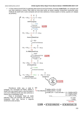 Arlindo Ugulino Netto; Raquel Torres Bezerra Dantas ● MEDRESUMOS 2014 ● CEF
210
www.medresumos.com.br
 4. Essa cetona (β-acil-CoA) é quebrada pela enzima β-acil-CoA tiolase, formando acetil CoA e um composto acil
com dois carbonos a menos. Este volta ao início para sofrer as quatro reações, produzindo novamente outra
molécula de acetil CoA e outro composto acil com dois carbonos a menos (quatro a menos, quando em relação
ao primeiro).
Percebe-se então que, a cada β-
oxidação, há a formação de FADH2, NADH2 e
Acetil CoA (cujo destino será o ciclo de Krebs) e
uma nova molécula de AG com dois carbonos a
menos que a quantidade inicial.
Caso a β-oxidação fosse do ácido
palmítico (16C), por exemplo, ele sofreria 7 β-
oxidações. Com isso, tem-se o seguinte
rendimento (vide ao lado):
 