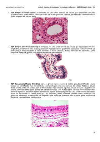 Arlindo Ugulino Netto; Raquel Torres Bezerra Dantas ● MEDRESUMOS 2014 ● CEF
239
www.medresumos.com.br
 TER Simples Cúbico/Cuboide: é composto por uma única camada de células que apresentam um perfil
quadrado com o núleo central. Forma os ductos de muitas glândulas (tireoide, paratireoide), o revestimento do
ovário e alguns dos túbulos renais.
 TER Simples Cilíndrico (Colunar): é composto por uma única camada de células que observadas em corte
longitudinal, mostram-se altas e retangulares com núcleos ovoides geralmente localizados no mesmo nível. Ele
pode possuir microvilosidades e cílios. Reveste as tubas uterinas, ductos eferentes dos testículos, útero,
pequenos brônquios, grande parte do trato digestivo e vesícula biliar.
 TER Pseudoestratificado Cilíndrico: como o próprio nome sugere, o epitélio pseudoestratificado colunar
parece ser estratificado, mas na realidade, é composto por uma única camada de células. Todas as células
deste epitélio estão em contato com a lâmina basal, mas somente algumas células chegam à superfície do
epitélio. Como as células deste epitélio têm alturas diferentes, seus núcleos estão situados em níveis diferentes,
dando a impressão de ser um epitélio estratificado, apesar de ser composto por uma única camada de células.
Pode ser encontrado na uretra masculina, no epidídimo, ducto deferente, grandes dutos escretores das
glândulas, revestindo a maior parte da traqueia e dos brônquios primários, tuba auditiva, parte da cavidade
timpânica, cavidade nasal, dentro outros.
 