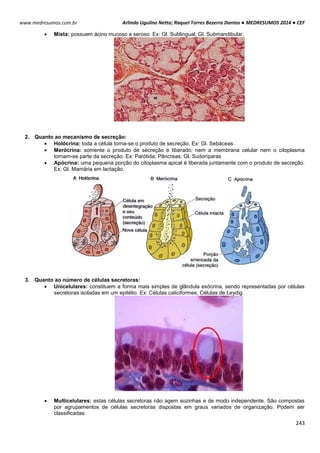 Arlindo Ugulino Netto; Raquel Torres Bezerra Dantas ● MEDRESUMOS 2014 ● CEF
243
www.medresumos.com.br
 Mista: possuem ácino mucoso e seroso. Ex: Gl. Sublingual; Gl. Submandibular.
2. Quanto ao mecanismo de secreção:
 Holócrina: toda a célula torna-se o produto de secreção. Ex: Gl. Sebáceas.
 Merócrina: somente o produto de secreção é liberado; nem a membrana celular nem o citoplasma
tornam-se parte da secreção. Ex: Parótida; Pâncreas; Gl. Sudoríparas
 Apócrina: uma pequena porção do citoplasma apical é liberada juntamente com o produto de secreção.
Ex: Gl. Mamária em lactação.
3. Quanto ao número de células secretoras:
 Unicelulares: constituem a forma mais simples de glândula exócrina, sendo representadas por células
secretoras isoladas em um epitélio. Ex: Células caliciformes; Células de Leydig.
 Multicelulares: estas células secretoras não agem sozinhas e de modo independente. São compostas
por agrupamentos de células secretoras dispostas em graus variados de organização. Podem ser
classificadas:
 