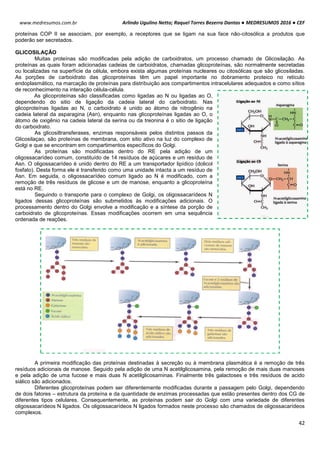 Arlindo Ugulino Netto; Raquel Torres Bezerra Dantas ● MEDRESUMOS 2016 ● CEF
42
www.medresumos.com.br
proteínas COP II se associam, por exemplo, a receptores que se ligam na sua face não-citosólica a produtos que
poderão ser secretados.
GLICOSILAÇÃO
Muitas proteínas são modificadas pela adição de carboidratos, um processo chamado de Glicosilação. As
proteínas as quais foram adicionadas cadeias de carboidratos, chamadas glicoproteínas, são normalmente secretadas
ou localizadas na superfície da célula, embora exista algumas proteínas nucleares ou citosólicas que são glicosiladas.
As porções de carboidrato das glicoproteínas têm um papel importante no dobramento proteico no reticulo
endoplasmático, na marcação de proteínas para distribuição aos compartimentos intracelulares adequados e como sítios
de reconhecimento na interação célula-célula.
As glicoproteínas são classificadas como ligadas ao N ou ligadas ao O,
dependendo do sitio de ligação da cadeia lateral do carboidrato. Nas
glicoproteínas ligadas ao N, o carboidrato é unido ao átomo de nitrogênio na
cadeia lateral da asparagina (Asn), enquanto nas glicoproteínas ligadas ao O, o
átomo de oxigênio na cadeia lateral da serina ou da treonina é o sitio de ligação
do carboidrato.
As glicosiltransferases, enzimas responsáveis pelos distintos passos da
Glicosilaçao, são proteínas de membrana, com sitio ativo na luz do complexo de
Golgi e que se encontram em compartimentos específicos do Golgi.
As proteínas são modificadas dentro do RE pela adição de um
oligossacarídeo comum, constituído de 14 resíduos de açúcares e um resíduo de
Asn. O oligossacarídeo é unido dentro do RE a um transportador lipídico (dolicol
fosfato). Desta forma ele é transferido como uma unidade intacta a um resíduo de
Asn. Em seguida, o oligossacarídeo comum ligado ao N é modificado, com a
remoção de três resíduos de glicose e um de manose, enquanto a glicoproteína
está no RE.
Seguindo o transporte para o complexo de Golgi, os oligossacarídeos N
ligados dessas glicoproteínas são submetidos às modificações adicionais. O
processamento dentro do Golgi envolve a modificação e a síntese da porção de
carboidrato de glicoproteínas. Essas modificações ocorrem em uma sequência
ordenada de reações.
A primeira modificação das proteínas destinadas à secreção ou à membrana plasmática é a remoção de três
resíduos adicionais de manose. Seguido pela adição de uma N acetilglicosamina, pela remoção de mais duas manoses
e pela adição de uma fucose e mais duas N acetilglicosaminas. Finalmente três galactoses e três resíduos de acido
siálico são adicionados.
Diferentes glicoproteínas podem ser diferentemente modificadas durante a passagem pelo Golgi, dependendo
de dois fatores – estrutura da proteína e da quantidade de enzimas processadas que estão presentes dentro dos CG de
diferentes tipos celulares. Consequentemente, as proteínas podem sair do Golgi com uma variedade de diferentes
oligossacarídeos N ligados. Os oligossacarídeos N ligados formados neste processo são chamados de oligossacarídeos
complexos.
 