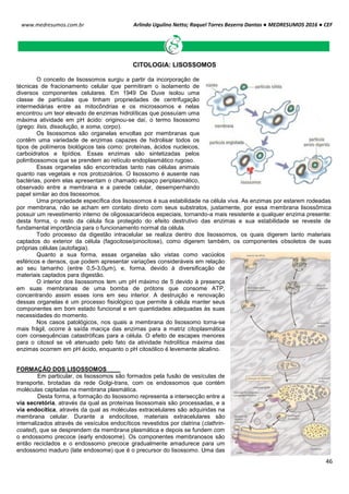 Arlindo Ugulino Netto; Raquel Torres Bezerra Dantas ● MEDRESUMOS 2016 ● CEF
46
www.medresumos.com.br
CITOLOGIA: LISOSSOMOS
O conceito de lisossomos surgiu a partir da incorporação de
técnicas de fracionamento celular que permitiram o isolamento de
diversos componentes celulares. Em 1949 De Duve isolou uma
classe de partículas que tinham propriedades de centrifugação
intermediárias entre as mitocôndrias e os microssomos e nelas
encontrou um teor elevado de enzimas hidrolíticas que possuíam uma
máxima atividade em pH ácido: originou-se daí, o termo lisossomo
(grego: lisis, dissolução, e soma, corpo).
Os lisossomos são organelas envoltas por membranas que
contêm uma variedade de enzimas capazes de hidrolisar todos os
tipos de polímeros biológicos tais como: proteínas, ácidos nucleicos,
carboidratos e lipídios. Essas enzimas são sintetizadas pelos
polirribossomos que se prendem ao retículo endoplasmático rugoso.
Essas organelas são encontradas tanto nas células animais
quanto nas vegetais e nos protozoários. O lisossomo é ausente nas
bactérias, porém elas apresentam o chamado espaço periplasmático,
observado entre a membrana e a parede celular, desempenhando
papel similar ao dos lisossomos.
Uma propriedade específica dos lisossomos é sua estabilidade na célula viva. As enzimas por estarem rodeadas
por membrana, não se acham em contato direto com seus substratos, justamente, por essa membrana lisossômica
possuir um revestimento interno de oligossacarídeos especiais, tornando-a mais resistente a qualquer enzima presente:
desta forma, o resto da célula fica protegido do efeito destrutivo das enzimas e sua estabilidade se reveste de
fundamental importância para o funcionamento normal da célula.
Todo processo da digestão intracelular se realiza dentro dos lisossomos, os quais digerem tanto materiais
captados do exterior da célula (fagocitose/pinocitose), como digerem também, os componentes obsoletos de suas
próprias células (autofagia).
Quanto a sua forma, essas organelas são vistas como vacúolos
esféricos e densos, que podem apresentar variações consideráveis em relação
ao seu tamanho (entre 0,5-3,0µm), e, forma, devido à diversificação de
materiais captados para digestão.
O interior dos lisossomos tem um pH máximo de 5 devido à presença
em suas membranas de uma bomba de prótons que consome ATP,
concentrando assim esses íons em seu interior. A destruição e renovação
dessas organelas é um processo fisiológico que permite à célula manter seus
componentes em bom estado funcional e em quantidades adequadas às suas
necessidades do momento.
Nos casos patológicos, nos quais a membrana do lisossomo torna-se
mais frágil, ocorre à saída maciça das enzimas para a matriz citoplasmática
com consequências catastróficas para a célula. O efeito de escapes menores
para o citosol se vê atenuado pelo fato da atividade hidrolítica máxima das
enzimas ocorrem em pH ácido, enquanto o pH citosólico é levemente alcalino.
FORMAÇÃO DOS LISOSSOMOS
Em particular, os lisossomos são formados pela fusão de vesículas de
transporte, brotadas da rede Golgi-trans, com os endossomos que contém
moléculas captadas na membrana plasmática.
Desta forma, a formação do lisossomo representa a intersecção entre a
via secretória, através da qual as proteínas lisossomais são processadas, e a
via endocítica, através da qual as moléculas extracelulares são adquiridas na
membrana celular. Durante a endocitose, materiais extracelulares são
internalizados através de vesículos endocíticos revestidos por clatrina (clathrin-
coated), que se desprendem da membrana plasmática e depois se fundem com
o endossomo precoce (early endosome). Os componentes membranosos são
então reciclados e o endossomo precoce gradualmente amadurece para um
endossomo maduro (late endosome) que é o precursor do lisossomo. Uma das
 