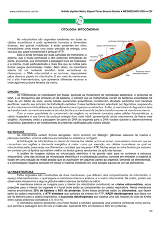 Arlindo Ugulino Netto; Raquel Torres Bezerra Dantas ● MEDRESUMOS 2016 ● CEF
53
www.medresumos.com.br
CITOLOGIA: MITOCÔNDRIAS
As mitocôndrias são organelas existentes em todas as
células eucarióticas e pode apresentar formatos e dimensões
diversas, tem grande mobilidade, e estão presentes em sítios
intracelulares onde existe uma maior precisão de energia, uma
vez que seu papel fundamental é produzir ATP.
Esta é ainda formada por duas camadas de membrana: a
externa, que é muito permeável e têm proteínas formadoras de
poros, as porinas, que consentem a passagem livre de moléculas;
e a interna, muito particularizada e mais fina que se inclina para
formar pregas denominadas cristas. Além disso, na membrana
interna há um conteúdo amórfico onde encontra-se os
ribossomos, o DNA mitocondrial e as enzimas, responsáveis
pelos diversos papeis da mitocôndria. E em meio às membranas
há o sítio intermembrana, que apresenta diferentes enzimas e
onde aglomera prótons levados da matriz.
ORIGEM
As mitocôndrias se reproduzem por fissão, parecido ao mecanismo de reprodução bacteriana. A presença de
DNA, e os ribossomos são similares ao da bactéria, e indicam que as mitocôndrias vieram de bactérias endocitadas há
mais de um bilhão de anos, aonde células eucariontes anaeróbicas constituíram afinidade simbiótica com bactérias
aeróbicas, usando seu princípio de fosforilação oxidativa. Essas bactérias teriam adentrado por fagocitose, esquivando-
se dos mecanismos intracelulares de aniquilamento para organismos estranhos. Então, a membrana do fagossomo teria
se transformado na membrana externa da mitocôndria e a membrana da bactéria transformou-se na membrana interna.
Com a maior quantidade do concentrado de oxigênio no ambiente causados pelas células fotossintéticas, a
célula hospedeira e sua forma de produzir energia ficou mais hábil, apresentando ainda mecanismos de liberar este
oxigênio. Aconteceu ainda a passagem de parte do DNA da organela para o DNA nuclear durante o desenvolvimento
eucariótico, passando a ser condicionado às proteínas codificadas pelo núcleo celular.
ESTRUTURA
As mitocôndrias exibem formas alongadas, como ocorrem em Malpighi, glândulas salivares de insetos e
pâncreas mamífero, e forma esféricas encontradas no intestino e no fígado.
A distribuição de mitocôndrias no interior da maioria das células ocorre ao acaso, mas existem casos em que se
concentram em regiões a demanda energética é maior, como por exemplo, em células musculares na qual as
mitocôndrias estão associadas aos filamentos contráteis que requerem ATP. Muitas vezes as mitocôndrias por estarem
em contato com os lipídios aproveitam melhor os ácidos graxos resultantes da ação das lipases.
A análise de imagens obtidas ao microscópio eletrônico é de grande valor para se conhecer a estrutura
mitocondrial. Uma das técnicas da microscopia eletrônica é a contrastação positiva, consiste em embeber o material já
fixado em uma solução de metal pesado que se acumulam em algumas partes da organela, tornando-as eletrodensas,
e a contrastação negativa consiste em deixar o material embebido em uma solução aquosa de um sal eletrodenso.
ULTRAESTRUTURA
Estas organelas são constituídas de duas membranas, que definem dois compartimentos da mitocôndria, o
espaço intermembranoso, o qual separa a membrana interna e externa, e a matriz mitocondrial. Na matriz, podem ser
observados ribossomos e alguns glóbulos elétron-densos de fosfato de cálcio.
A membrana interna se invagina para o interior da mitocôndria constituindo as cristas mitocondriais, estas
projeções para o interior da organela é o local onde estão os componentes da cadeia respiratória. Nesta membrana
interna encontramos 20% de lipídeos e 80% de proteínas. Entre essas proteínas estão os citocromos, que fazem
parte da cadeia respiratória, a ATP sintetase que participa da síntese do ATP, NADH desidrogenase que libera um
par de elétrons para a cadeia respiratória, a succinato desidrogenase que catalisa uma das reações do ciclo de Krebs
entre outras proteínas (complexos I, II, III e IV).
A membrana externa apresenta uma maior fluidez e também apresenta uma proteína conhecida como porina,
que permite a passagem livre de íons e moléculas. Apresenta 50% em lipídeos e 50% em proteínas.
 