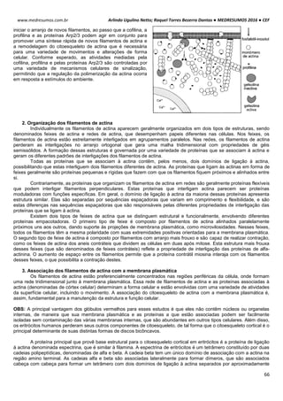 Arlindo Ugulino Netto; Raquel Torres Bezerra Dantas ● MEDRESUMOS 2016 ● CEF
66
www.medresumos.com.br
iniciar o arranjo de novos filamentos, ao passo que a cofilina, a
profilina e as proteínas Arp2/3 podem agir em conjunto para
promover uma síntese rápida de novos filamentos de actina e
a remodelagem do citoesqueleto de actina que é necessária
para uma variedade de movimentos e alterações de forma
celular. Conforme esperado, as atividades mediadas pela
cofilina, profilina e pelas proteínas Arp2/3 são controladas por
uma variedade de mecanismos celulares de sinalização,
permitindo que a regulação da polimerização da actina ocorra
em resposta a estímulos do ambiente.
2. Organização dos filamentos de actina
Individualmente os filamentos de actina aparecem geralmente organizados em dois tipos de estruturas, sendo
denominados feixes de actina e redes de actina, que desempenham papeis diferentes nas células. Nos feixes, os
filamentos de actina estão estreitamente interligados em agrupamentos paralelos. Nas redes, os filamentos de actina
perderam as interligações no arranjo ortogonal que gera uma malha tridimensional com propriedades de géis
semissólidos. A formação dessas estruturas é governada por uma variedade de proteínas que se associam à actina e
geram os diferentes padrões de interligações dos filamentos de actina.
Todas as proteínas que se associam à actina contêm, pelos menos, dois domínios de ligação à actina,
possibilitando que estas interliguem dois filamentos diferentes de actina. As proteínas que ligam às actinas em forma de
feixes geralmente são proteínas pequenas e rígidas que fazem com que os filamentos fiquem próximos e alinhados entre
si.
Contrariamente, as proteínas que organizam os filamentos de actina em redes são geralmente proteínas flexíveis
que podem interligar filamentos perpendiculares. Estas proteínas que interligam actina parecem ser proteínas
moduladoras com funções específicas. Em geral, o domínio de ligação à actina da maioria dessas proteínas apresenta
estrutura similar. Elas são separadas por sequências espaçadoras que variam em comprimento e flexibilidade, e são
estas diferenças nas sequências espaçadoras que são responsáveis pelas diferentes propriedades de interligação das
proteínas que se ligam à actina.
Existem dois tipos de feixes de actina que se distinguem estrutural e funcionalmente, envolvendo diferentes
proteínas empacotadoras. O primeiro tipo de feixe é composto por filamentos de actina alinhados paralelamente
próximos uns aos outros, dando suporte às projeções de membrana plasmática, como microvilosidades. Nesses feixes,
todos os filamentos têm a mesma polaridade com suas extremidades positivas orientadas para a membrana plasmática.
O segundo tipo de feixe de actina é composto por filamentos com arranjo mais frouxo e são capaz de realizar contração,
como os feixes de actina dos aneis contráteis que dividem as células em duas após mitose. Esta estrutura mais frouxa
desses feixes (que são denominados de feixes contráteis) reflete a propriedade de interligação das proteínas de alfa-
actinina. O aumento de espaço entre os filamentos permite que a proteína contrátil miosina interaja com os filamentos
desses feixes, o que possibilita a contração destes.
3. Associação dos filamentos de actina com a membrana plasmática
Os filamentos de actina estão preferencialmente concentrados nas regiões periféricas da célula, onde formam
uma rede tridimensional junto à membrana plasmática. Essa rede de filamentos de actina e as proteínas associadas à
actina (denominadas de córtex celular) determinam a forma celular e estão envolvidas com uma variedade de atividades
da superfície celular, incluindo o movimento. A associação do citoesqueleto de actina com a membrana plasmática é,
assim, fundamental para a manutenção da estrutura e função celular.
OBS: A principal vantagem dos glóbulos vermelhos para esses estudos é que eles não contêm núcleos ou organelas
internas, de maneira que sua membrana plasmática e as proteínas a que estão associadas podem ser facilmente
isoladas sem contaminação das várias membranas internas, que são abundantes em outros tipos celulares. Além disso,
os eritrócitos humanos perderam seus outros componentes de citoesqueleto, de tal forma que o citoesqueleto cortical é o
principal determinante de suas distintas formas de discos bicôncavos.
A proteína principal que provê base estrutural para o citoesqueleto cortical em eritrócitos é a proteína de ligação
à actina denominada espectrina, que é similar à filamina. A espectrina de eritrócitos é um tetrâmero constituído por duas
cadeias polipeptídicas, denominadas de alfa e beta. A cadeia beta tem um único domínio de associação com a actina na
região amino terminal. As cadeias alfa e beta são associadas lateralmente para formar dímeros, que são associados
cabeça com cabeça para formar um tetrâmero com dois domínios de ligação à actina separados por aproximadamente
 