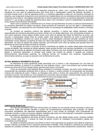 Arlindo Ugulino Netto; Raquel Torres Bezerra Dantas ● MEDRESUMOS 2016 ● CEF
67
www.medresumos.com.br
200 nm. As extremidades do tetrâmero de espectrina associam-se, assim, com o pequeno filamento de actina,
resultando em uma rede de espectrina-actina quer forma todo o citoesqueleto cortical dos glóbulos vermelhos. A
principal conexão entre a rede de espectrina-actina e a membrana plasmática é dada por uma proteína chamada de
anquirina, que se liga tanto à espectrina como aos domínios citoplasmáticos de uma abundante proteína transmembrana
conhecida como banda 3. Uma ligação adicional entre a rede de espectrina-actina e a membrana plasmática é feita pela
proteína 4.1, que se liga a junções da espectrina-actina assim como reconhece o domínio citoplasmático da glicoforina
(outra proteína transmembrana abundante).
Assim como a espectrina, a distrofina forma um dímero que liga filamentos de actina a proteínas transmembrana
da membrana plasmática de células musculares. Essas proteínas de membrana, por sua vez, ligam o citoesqueleto à
matriz extracelular, que desempenha uma importante função na manutenção da estabilidade celular durante a contração
muscular.
Ao contrário da superfície uniforme dos glóbulos vermelhos, a maioria das células apresenta regiões
especializadas de membrana plasmática que fazem contato com as células adjacentes, com componentes teciduais, ou
com outros substratos. Essas regiões também atuam como sítios de adesão para feixes de filamentos de actina, que
ancoram o citoesqueleto nestas áreas de contato celular. Esta adesão dos filamentos de actina é particularmente
evidente em fibroblastos mantidos em cultura de tecidos. Esses fibroblastos cultivados secretam proteínas de matriz
extracelular e ficam aderidos à superfície do frasco de cultura pela ligação de suas proteínas transmembranas à matriz
extracelular. Os sítios de adesão são regiões discretas, que funcionam como sítios de adesão para grandes feixes de
filamentos de actina denominados de fibras de estresse.
O citoesqueleto de actina é ancorado de forma semelhante às regiões de contato célula-célula denominadas
junções de adesão. Nas camadas de células epiteliais, essas junções formam uma estrutura semelhante a um cinturão
(denominado de cinturão de adesão) circundando cada célula, formando uma zona contrátil onde feixes de actina ficam
ligados à membrana plasmática. A conexão entre células nas junções de adesão é mediada por proteínas
transmembranas denominadas caderinas. As caderinas formam um complexo com proteínas citoplasmáticas
denominadas cateninas, as quais se associam com os filamentos de actina.
ACTINA, MIOSINA E MOVIMENTO CELULAR
Os filamentos de actina geralmente estão associados com a miosina, e são responsáveis por uma série de
movimentos celulares. A miosina é um protótipo de uma molécula motora – que é uma proteína que converte energia
química em forma de ATP em energia motora, gerando assim força e movimento.
O tipo de movimentos mais intrigante dessa variedade é a contração muscular, que serviu como modelo para a
compreensão das interações existentes entre a actina e a miosina, e auxiliou também na compreensão das atividades
motoras das moléculas de actina. Todavia, as interações entre actina e miosina são responsáveis não somente pela
contração muscular, mas também por uma variedade de movimentos não-musculares, incluindo divisão celular, de modo
que essas interações desempenham papel fundamental em termos de biologia celular.
CONTRAÇÃO MUSCULAR
Os músculos esqueléticos são assim denominados por estarem em sua grande maioria ancorados a ossos que
eles movem. Estão sob controle voluntário e podem ser conscientemente comandados pela contração. As células
musculares esqueléticas são altamente especializadas para a única função de contração. Para compreensão da
contração muscular e outros movimentos celulares mediados pela actina em nível molecular é necessário compreender
como se arranjam os elementos contráteis da fibra muscular.
Os músculos esqueléticos são feixes de fibras musculares, que são células longas únicas, contendo múltiplos
núcleos porque cada fibra é o produto da fusão de grande número de mioblastos mononucleados (células pré-
musculares) na embriogênese.
As células musculares possuem uma estrutura interna mais organizada que qualquer outra célula do organismo.
Contém centenas de padrões finos e cilíndricos denominados miofibrilas. Cada miofibrila é constituída de arranjo linear
repetidos de unidades contráteis, denominado sarcômero. Cada sarcômero exibe bandeamento característico, dando à
 
