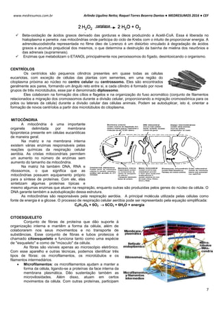 Arlindo Ugulino Netto; Raquel Torres Bezerra Dantas ● MEDRESUMOS 2016 ● CEF
7
www.medresumos.com.br
 Beta-oxidação de ácidos graxos derivado das gorduras e óleos produzindo a Acetil-CoA. Essa é liberada no
hialoplasma e penetra .nas mitocôndrias onde participa do ciclo de Krebs com o intuito de proporcionar energia. A
adrenoleucodistrofia representada no filme óleo de Lorenzo é um distúrbio vinculado à degradação de ácidos
graxos e acumulo prejudicial dos mesmos, o que determina a destruição da bainha de mielina dos neurônios e
das adrenais (suprarrenais).
 Enzimas que metabolizam o ETANOL principalmente nos peroxissomos do fígado, desintoxicando o organismo.
CENTRÍOLOS
Os centríolos são pequenos cilindros presentes em quase todas as células
eucariotas, com exceção de células das plantas com sementes, em uma região do
citoplasma próxima ao núcleo no centro celular ou centrossomo. Eles são encontrados
geralmente aos pares, formando um ângulo reto entre si, e cada cilindro é formado por nove
grupos de três microtúbulos, esse par é denominado diplossomo.
Eles colaboram na formação dos cílios e flagelos e na organização do fuso acromático (conjunto de filamentos
relacionados a migração dos cromossomos durante a divisão celular, proporcionando a migração cromossômica para os
polos ou laterais da célula) durante a divisão celular das células animais. Podem se autoduplicar, isto é, orientar a
formação de novos centríolos a partir dos microtúbulos do citoplasma.
MITOCÔNDRIA
A mitocôndria é uma importante
organela delimitada por membrana
lipoproteica presente em células eucarióticas
de maneira geral.
Na matriz e na membrana interna
existem várias enzimas responsáveis pelas
reações químicas da respiração celular
aeróbia. As cristas mitocondriais permitem
um aumento no número de enzimas sem
aumento do tamanho da mitocôndria.
Na matriz há também DNA, RNA e
ribossomos, o que significa que as
mitocôndrias possuem equipamento próprio
para a síntese de proteínas. Com ele, elas
sintetizam algumas proteínas típicas e
mesmo algumas enzimas que atuam na respiração, enquanto outras são produzidas pelos genes do núcleo da célula. O
DNA garante também a autoduplicação dessa estrutura.
As mitocôndrias são responsáveis pela respiração aeróbia. A principal molécula utilizada pelas células como
fonte de energia é a glicose. O processo de respiração celular aeróbia pode ser representado pela equação simplificada:
C6H12O6 + 6O2  6CO2 + 6H2O + energia
CITOESQUELETO
Conjunto de fibras de proteína que dão suporte à
organização interna e mantêm a forma da célula, além de
colaborarem nos seus movimentos e no transporte de
substâncias. Esse conjunto de fibras e tubos proteicos é
chamado citoesqueleto e funciona tanto como uma espécie
de "esqueleto" e como de "músculo" da célula.
As fibras são visíveis apenas ao microscópio eletrônico.
Com esse aparelho e outras técnicas, podemos identificar três
tipos de fibras: os microfilamentos, os microtúbulos e os
filamentos intermediários.
 Microfilamentos: os microfilamentos ajudam a manter a
forma da célula, ligando-se a proteínas da face interna da
membrana plasmática. Dão sustentação também as
microvilosidades. Além disso, atuam em certos
movimentos da célula. Com outras proteínas, participam
 