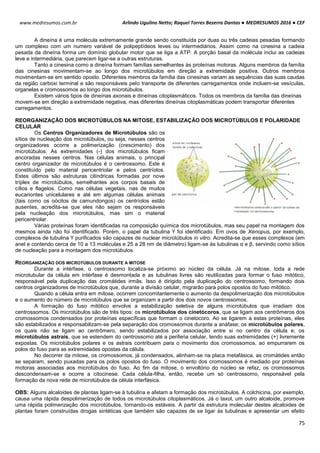 Arlindo Ugulino Netto; Raquel Torres Bezerra Dantas ● MEDRESUMOS 2016 ● CEF
75
www.medresumos.com.br
A dineína é uma molécula extremamente grande sendo constituída por duas ou três cadeias pesadas formando
um complexo com um numero variável de polipeptídeos leves ou intermediários. Assim como na cinesina a cadeia
pesada da dineína forma um domínio globular motor que se liga a ATP. A porção basal da molécula inclui as cadeias
leve e intermediária, que parecem ligar-se a outras estruturas.
Tanto a cinesina como a dineína formam famílias semelhantes às proteínas motoras. Alguns membros da família
das cinesinas movimentam-se ao longo dos microtúbulos em direção a extremidade positiva. Outros membros
movimentam-se em sentido oposto. Diferentes membros da família das cinesinas variam as sequências das suas caudas
da região carboxi terminal e são responsáveis pelo transporte de diferentes carregamentos onde incluem-se vesículas,
organelas e cromossomos ao longo dos microtúbulos.
Existem vários tipos de dineínas axonais e dineínas citoplasmáticos. Todos os membros da família das dineínas
movem-se em direção a extremidade negativa, mas diferentes dineínas citoplasmáticas podem transportar diferentes
carregamentos.
REORGANIZAÇÃO DOS MICROTÚBULOS NA MITOSE, ESTABILIZAÇÃO DOS MICROTÚBULOS E POLARIDADE
CELULAR
Os Centros Organizadores de Microtúbulos são os
sítios de nucleação dos microtúbulos, ou seja, nesses centros
organizadores ocorre a polimerização (crescimento) dos
microtúbulos. As extremidades (-) dos microtúbulos ficam
ancoradas nesses centros. Nas células animais, o principal
centro organizador de microtúbulos é o centrossomo. Este é
constituído pelo material pericentriolar e pelos centríolos.
Estes últimos são estruturas cilíndricas formadas por nove
tríplex de microtúbulos, semelhantes aos corpos basais de
cílios e flagelos. Como nas células vegetais, nas de muitos
eucariontes unicelulares e até em algumas células animais
(tais como os oócitos de camundongos) os centríolos estão
ausentes, acredita-se que eles não sejam os responsáveis
pela nucleação dos microtúbulos, mas sim o material
pericentriolar.
Várias proteínas foram identificadas na composição química dos microtúbulos, mas seu papel na montagem dos
mesmos ainda não foi identificado. Porém, o papel da tubulina Ү foi identificado. Em ovos de Xenopus, por exemplo,
complexos de tubulina Ү purificados são capazes de nuclear microtúbulos in vitro. Acredita-se que esses complexos (em
anel e contendo cerca de 10 a 13 moléculas e 25 a 28 nm de diâmetro) ligam-se às tubulinas α e β, servindo como sítios
de nucleação para a montagem dos microtúbulos.
REORGANIZAÇÃO DOS MICROTÚBULOS DURANTE A MITOSE
Durante a intérfase, o centrossomo localiza-se próximo ao núcleo da célula. Já na mitose, toda a rede
microtubular da célula em intérfase é desmontada e as tubulinas livres são reutilizadas para formar o fuso mitótico,
responsável pela duplicação das cromátides irmãs. Isso é dirigido pela duplicação do centrossomo, formando dois
centros organizadores de microtúbulos que, durante a divisão celular, migrarão para polos opostos do fuso mitótico.
Quando a célula entra em mitose, ocorrem concomitantemente o aumento da despolimerização dos microtúbulos
e o aumento do número de microtúbulos que se organizam a partir dos dois novos centrossomos.
A formação do fuso mitótico envolve a estabilização seletiva de alguns microtúbulos que irradiam dos
centrossomos. Os microtúbulos são de três tipos: os microtúbulos dos cinetócoros, que se ligam aos centrômeros dos
cromossomos condensados por proteínas específicas que formam o cinetocoro. Ao se ligarem a estas proteínas, eles
são estabilizados e responsabilizam-se pela separação dos cromossomos durante a anáfase; os microtúbulos polares,
os quais não se ligam ao centrômero, sendo estabilizados por associação entre si no centro da célula e; os
microtúbulos astrais, que se estendem do centrossomo até a periferia celular, tendo suas extremidades (+) livremente
expostas. Os microtúbulos polares e os astrais contribuem para o movimento dos cromossomos, ao empurrarem os
polos do fuso para as extremidades opostas da célula.
No decorrer da mitose, os cromossomos, já condensados, alinham-se na placa metafásica, as cromátides então
se separam, sendo puxadas para os polos opostos do fuso. O movimento dos cromossomos é mediado por proteínas
motoras associadas aos microtúbulos do fuso. Ao fim da mitose, o envoltório do núcleo se refaz, os cromossomos
descondensam-se e ocorre a citocinese. Cada célula-filha, então, recebe um só centrossomo, responsável pela
formação da nova rede de microtúbulos da célula interfásica.
OBS: Alguns alcaloides de plantas ligam-se à tubulina e afetam a formação dos microtúbulos. A colchicina, por exemplo,
causa uma rápida despolimerização de todos os microtúbulos citoplasmáticos. Já o taxol, um outro alcaloide, promove
uma rápida polimerização dos microtúbulos, tornando-os estáveis. A partir da estrutura molecular destes alcaloides de
plantas foram construídas drogas sintéticas que também são capazes de se ligar às tubulinas e apresentar um efeito
 