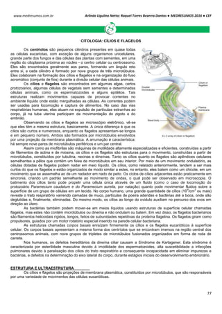 Arlindo Ugulino Netto; Raquel Torres Bezerra Dantas ● MEDRESUMOS 2016 ● CEF
77
www.medresumos.com.br
CITOLOGIA: CÍLIOS E FLAGELOS
Os centríolos são pequenos cilindros presentes em quase todas
as células eucariotas, com exceção de alguns organismos unicelulares,
grande parte dos fungos e das células das plantas com sementes, em uma
região do citoplasma próxima ao núcleo - o centro celular ou centrossomo.
Eles são encontrados geralmente aos pares, formando um ângulo reto
entre si, e cada cilindro é formado por nove grupos de três microtúbulos.
Eles colaboram na formação dos cílios e flagelos e na organização do fuso
acromático (conjunto de fios) durante a divisão celular das células animais.
Os cílios e flagelos são encontrados em algumas algas, certos
protozoários, algumas células de vegetais sem sementes e determinadas
células animais, como os espermatozoides e alguns epitélios. Tais
estruturas realizam movimentos capazes de provocar correntes no
ambiente líquido onde estão mergulhadas as células. As correntes podem
ser usadas para locomoção e captura de alimentos. No caso das vias
respiratórias humanas, elas atuam na expulsão de partículas estranhas ao
corpo, já na tuba uterina participam da movimentação do zigoto e do
embrião.
Observando os cílios e flagelos ao microscópio eletrônico, vê-se
que eles têm a mesma estrutura, basicamente. A única diferença é que os
cílios são curtos e numerosos, enquanto os flagelos apresentam-se longos
e em pequeno número. Ambos são formados por microtúbulos envolvidos
por uma projeção da membrana plasmática. A arrumação é característica:
há sempre nove pares de microtúbulos periféricos e um par central.
Assim como as miofibrilas são máquinas de motilidade altamente especializadas e eficientes, construídas a partir
de filamentos de actina e de miosina, os cílios e os flagelos são estruturas para o movimento, construídas a partir de
microtúbulos, constituídos por tubulina, nexinas e dineínas. Tanto os cílios quanto os flagelos são apêndices celulares
semelhantes a pêlos que contêm um feixe de microtúbulos em seu interior. Por meio de um movimento ondulatório, as
células dotadas de flagelos podem nadar em meio líquido. Os cílios, como relatado anteriormente, tendem a ser mais
curtos do que os flagelos e estão organizados de modo similar a estes, no entanto, eles batem como um chicote, em um
movimento que se assemelha ao de um nadador em nado de peito. Os ciclos de cílios adjacentes estão praticamente em
sincronia, criando um padrão semelhante ao movimento de ondas, o qual pode ser observado em microscopia. O
batimento dos cílios tanto pode propelir uma célula única através de um fluido (como o caso de locomoção do
protozoário Paramecium caudatum e do Paramecium aurelia, por natação) quanto pode movimentar fluidos sobre a
superfície de um grupo de células em um tecido. No corpo humano, uma grande quantidade de cílios (10
9
/cm
2
ou mais)
reveste o trato respiratório varrendo camadas de muco, partículas de poeira aderidas e bactérias até a boca, onde são
deglutidas e, finalmente, eliminadas. Do mesmo modo, os cílios ao longo do oviduto auxiliam no percurso dos ovos em
direção ao útero.
As bactérias também podem mover-se em meios líquidos usando estruturas de superfície celular chamadas
flagelos, mas estes não contém microtúbulos ou dineína e não ondulam ou batem. Em vez disso, os flagelos bacterianos
são filamentos helicoidais rígidos, longos, feitos de subunidades repetitivas da proteína flagelina. Os flagelos giram como
propulsores, guiados por um motor rotatório especial inserido na parede celular bacteriana.
As estruturas chamadas corpos basais enraízam firmemente os cílios e os flagelos eucarióticos à superfície
celular. Os corpos basais apresentam a mesma forma dos centríolos que se encontram imersos na região central dos
centrossomos animais, com nove grupos de tripletes de microtúbulos fusionados organizados em forma de roda de
carreta.
Nos humanos, os defeitos hereditários da dineína ciliar causam a Síndrome de Kartagener. Esta síndrome é
caracterizada por esterilidade masculina devido à imotilidade dos espermatozoides, alta suscetibilidade a infecções
pulmonares devido à paralisação dos cílios do trato respiratório e consequente incapacidade em eliminar impurezas e
bactérias, e defeitos na determinação do eixo lateral do corpo, durante estágios iniciais do desenvolvimento embrionário.
ESTRUTURA E ULTRAESTRUTURA
Os cílios e flagelos são projeções de membrana plasmática, constituídos por microtúbulos, que são responsáveis
por uma variedade de movimentos das células eucarióticas.
 