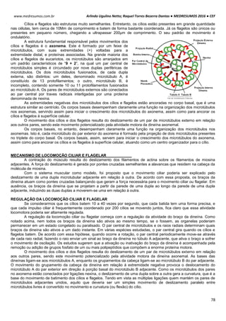 Arlindo Ugulino Netto; Raquel Torres Bezerra Dantas ● MEDRESUMOS 2016 ● CEF
78
www.medresumos.com.br
Cílios e flagelos são estruturas muito semelhantes. Entretanto, os cílios estão presentes em grande quantidade
nas células, tem cerca de 10Mm de comprimento e batem de forma bastante coordenada. Já os flagelos são únicos ou
presentes em pequeno número, chegando a ultrapassar 200μm de comprimento. O seu padrão de movimento é
ondulatório.
A estrutura fundamental responsável pelos movimentos dos
cílios e flagelos é o axonema. Este é formado por um feixe de
microtúbulos, com suas extremidades (+) voltadas para a
extremidade distal, e proteínas associadas. Na grande maioria dos
cílios e flagelos de eucariotos, os microtúbulos são arranjados em
um padrão característicos de “9 + 2”, na qual um par central de
microtúbulos simples é circundado por nove duplas periféricas de
microtúbulos. Os dois microtúbulos fusionados, de cada dupla
externa, são distintos: um deles, denominado microtúbulo A, é
constituído de 13 protofilamentos; o outro, microtúbulo B, é
incompleto, contendo somente 10 ou 11 protofilamentos fusionados
ao microtúbulo A. Os pares de microtúbulos externos são conectados
ao par central por traves radicais interligadas por uma proteína
denominada de nexina.
As extremidades negativas dos microtúbulos dos cílios e flagelos estão ancoradas no corpo basal, que é uma
estrutura similar ao centríolo. Os corpos basais desempenham claramente uma função na organização dos microtúbulos
nos axonemas, servindo assim para iniciar o crescimento dos microtúbulos do axonema, assim como para ancorar os
cílios e flagelos à superfície celular.
O movimento dos cílios e dos flagelos resulta do deslizamento de um par de microtúbulos externo em relação
aos outros pares, sendo este movimento potencializado pela atividade motora da dineína axonemal.
Os corpos basais, no entanto, desempenham claramente uma função na organização dos microtúbulos nos
axonemas. Isto é, cada microtúbulo do par exterior do axonema é formado pela projeção de dois microtúbulos presentes
no triplete do corpo basal. Os corpos basais, assim, servem para iniciar o crescimento dos microtúbulos do axonema,
assim como para ancorar os cílios e os flagelos à superfície celular, atuando como um centro organizador para o cílio.
MECANISMO DE LOCOMOÇÃO CILIAR E FLAGELAR
A contração do músculo resulta do deslizamento dos filamentos de actina sobre os filamentos de miosina
adjacentes. A força do deslizamento é gerada por pontes cruzadas semelhantes a alavancas que residem na cabeça da
molécula de miosina.
Com o sistema muscular como modelo, foi proposto que o movimento ciliar poderia ser explicado pelo
deslizamento de uma dupla microtubular adjacente em relação à outra. De acordo com essa proposta, os braços da
dineína atuam como pontes cruzadas balançando que geram a força necessária para o movimento ciliar ou flagelar. Em
ausência, os braços da dineína que se projetam a partir da parede de uma dupla ao longo da parede de uma dupla
adjacente, induzindo as duas duplas a moverem-se uma em relação à outra.
REGULAÇÃO DA LOCOMOÇÃO CILIAR E FLAGELAR
Se considerarmos que os cílios batem 10 a 40 vezes por segundo, que cada batida tem uma forma precisa, e
que cada impulso ciliar é frequentemente coordenado por 200 cílios se movendo juntos, fica claro que essa atividade
locomotora poderia ser altamente regulada.
A regulação da locomoção ciliar ou flagelar começa com a regulação da atividade do braço da dineína. Como
notado acima, nem todos os braços da dineína são ativos ao mesmo tempo, se o fossem, as organelas poderiam
permanecer em um estado congelado ou paralisado. O par central de microtúbulos e os raios radiais determinam quais
braços da dineína são ativos a um dado instante. Em várias espécies estudadas, o par central gira quando os cílios e
flagelos batem. De acordo com essa hipótese, quando ocorre a rotação, o par central periodicamente move-se através
de cada raio radial, fazendo o raio enviar um sinal ao braço da dineína no túbulo A adjacente, que ativa o braço a sofrer
o movimento de oscilação. Os estudos sugerem que a ativação ou inativação do braço da dineína é acompanhada pela
remoção ou adição de grupos fosfato de um ou mais polipeptídios que compõem a enorme proteína motora.
O movimento dos cílios e dos flagelos resulta do deslizamento de um par de microtúbulos externo em relação
aos outros pares, sendo este movimento potencializado pela atividade motora da dineína axonemal. As bases das
dineínas ligam-se aos microtúbulos A, enquanto os grupamentos da cabeça ligam-se ao microtúbulo B do par adjacente.
O movimento do grupamento da cabeça da dineína em relação à extremidade negativa provoca o deslocamento do
microtúbulo A do par exterior em direção à porção basal do microtúbulo B adjacente. Como os microtúbulos dos pares
no axonema estão conectados por ligações nexina, o deslizamento de uma dupla sobre a outra gera a curvatura, que é a
base do movimento de batimento dos cílios e flagelos. Tendo em vista as múltiplas ligações quem mantém os pares de
microtúbulos adjacentes unidos, aquilo que deveria ser um simples movimento de deslizamento paralelo entre
microtúbulos livres é convertido no movimento e curvatura (ou flexão) do cílio.
 