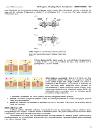 Arlindo Ugulino Netto; Raquel Torres Bezerra Dantas ● MEDRESUMOS 2016 ● CEF
94
www.medresumos.com.br
canal de potássio não possui cargas atrativas, para puxar esses íons para dentro dos canais, com isso os íons não são
separados das moléculas de água que os hidratam. A forma hidratada do K+ é menor que o Na+, pois este atrai mais
moléculas de água.
Seleção de íons de Na+ pelos canais: Um poro estreito permite a passagem
de salto de Na+ a uma única molécula de água, mas interfere com a
passagem de K+ ou íons maiores.
Seletividade de canais de K+: O canal de K+ contém um filtro
de seletividade estreito enfileirado com oxigênio de carbonil
(C=O) átomos. O poro não é largo bastante para permitir a
passagem de K+ desidratado, do qual todas as moléculas de
água associadas foram deslocadas como resultado de
interações entre K+ e este oxigênio de carbonil. O Na+ é muito
pequeno para interagir com o oxigênio de carbonil do filtro de
seletividade, assim permanece como um complexo grande
para atravessar o poro de canal.
A abertura e o fechamento dos canais proteicos são feito por agentes físicos e químicos:
 Físicos: consiste na variação de voltagem, ou seja, a conformação molecular do canal ou das ligações químicas
reage ao potencial elétrico.
 Químicos: dependem das ligações com agentes químicos com a proteína, fazendo com que a proteína abra ou
feche sua comporta.
DIFUSÃO FACILITADA
A difusão facilitada é também conhecida como difusão mediada por transportador, porque a substância que é
transportada por esse processo se difunde através da membrana usando uma proteína transportadora específica. Então
o transportador facilita a difusão da substancia para o outro lado.
Uma diferença importante entre a difusão simples e a difusão facilitada é a seguinte: Apesar da velocidade da
difusão simples ser em proporção direta de acordo com a concentração difusora, na difusão facilitada à velocidade tende
a um máximo chamado Vmáx.
 