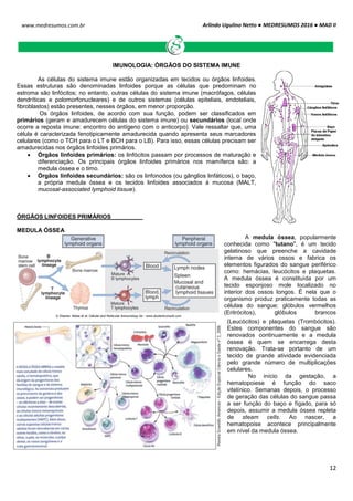 Arlindo Ugulino Netto ● MEDRESUMOS 2016 ● MAD II
12
www.medresumos.com.br
IMUNOLOGIA: ÓRGÃOS DO SISTEMA IMUNE
As células do sistema imune estão organizadas em tecidos ou órgãos linfoides.
Essas estruturas são denominadas linfoides porque as células que predominam no
estroma são linfócitos; no entanto, outras células do sistema imune (macrófagos, células
dendríticas e polomorfonucleares) e de outros sistemas (células epiteliais, endoteliais,
fibroblastos) estão presentes, nesses órgãos, em menor proporção.
Os órgãos linfoides, de acordo com sua função, podem ser classificados em
primários (geram e amadurecem células do sistema imune) ou secundários (local onde
ocorre a reposta imune: encontro do antígeno com o anticorpo). Vale ressaltar que, uma
célula é caracterizada fenotipicamente amadurecida quando apresenta seus marcadores
celulares (como o TCH para o LT e BCH para o LB). Para isso, essas células precisam ser
amadurecidas nos órgãos linfoides primários.
 Órgãos linfoides primários: os linfócitos passam por processos de maturação e
diferenciação. Os principais órgãos linfoides primários nos mamíferos são: a
medula óssea e o timo.
 Órgãos linfoides secundários: são os linfonodos (ou gânglios linfáticos), o baço,
a própria medula óssea e os tecidos linfoides associados à mucosa (MALT,
mucosal-associated lymphoid tissue).
ÓRGÃOS LINFOIDES PRIMÁRIOS
MEDULA ÓSSEA
A medula óssea, popularmente
conhecida como "tutano", é um tecido
gelatinoso que preenche a cavidade
interna de vários ossos e fabrica os
elementos figurados do sangue periférico
como: hemácias, leucócitos e plaquetas.
A medula óssea é constituída por um
tecido esponjoso mole localizado no
interior dos ossos longos. É nela que o
organismo produz praticamente todas as
células do sangue: glóbulos vermelhos
(Eritrócitos), glóbulos brancos
(Leucócitos) e plaquetas (Trombócitos).
Estes componentes do sangue são
renovados continuamente e a medula
óssea é quem se encarrega desta
renovação. Trata-se portanto de um
tecido de grande atividade evidenciada
pelo grande número de multiplicações
celulares.
No início da gestação, a
hematopoiese é função do saco
vitelínico. Semanas depois, o processo
de geração das células do sangue passa
a ser função do baço e fígado, para só
depois, assumir a medula óssea repleta
de steam cells. Ao nascer, a
hematopoise acontece principalmente
em nível da medula óssea.
 