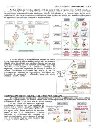 Arlindo Ugulino Netto ● MEDRESUMOS 2016 ● MAD II
33
www.medresumos.com.br
Na fase efetora da imunidade adquirida divide-se, como já visto, as repostas imune humoral e celular. A
imunidade humoral acontece, portanto, quando o microrganismo apresenta uma natureza de ação extracelular
(microrganismos extracelulares), sendo esta resposta mediada pelos linfócitos B. Já a resposta imune celular, a qual
apresenta uma participação muito intensa dos linfócitos T com a secreção de citocinas, está relacionada com a defesa
do corpo contra microrganismos intracelulares (vírus e bactérias).
A função, portanto, da resposta imune humoral é a mesma
função desempenhada pelos anticorpos: neutralização dos antígenos
(ligação íntima do anticorpo com o antígeno fazendo com que este
perca sua constituição espacial elementar, eliminando a sua antiga
afinidade por um receptor alvo), opsonização (facilitação da
fagocitose), citotoxicidade dependente de anticorpo e ativação do
sistema complemento (responsável por realizar a lise de
microrganismos, fagocitose de microrganismos opsonizados com
fragmentos do complemento e inflamação), sendo este ativado
mediante o anticorpo ou não.
NEUTRALIZAÇÃO DOS MICRORGANISMOS E DAS TOXINAS MICROBIANAS
Os anticorpos contra microrganismo e toxinas microbianas bloqueiam a ligação destes aos receptores celulares,
impedindo a ação patogênica dos mesmos. Dessa forma, os anticorpos inibem ou neutralizam a infecciosidade dos
microrganismos, bem como os efeitos lesivos potenciais da infecção.
Os anticorpos se ligam a estruturas específicas
microbianas e interferem com a sua capacidade de
interagir com os receptores celulares: desse ponto de
vista, as anticorpos agem como obstáculo estérico.
Em alguns casos, poucas moléculas do anticorpo
podem se ligar a um microrganismo e induzir
alterações de conformação nas moléculas de
superfície que impedem o microrganismo de interagir
com os receptores celulares; essas interações são
exemplos de efeitos alóstéricos.
 