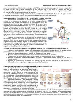 Arlindo Ugulino Netto ● MEDRESUMOS 2016 ● MAD II
56
www.medresumos.com.br
para a transdução do sinal. Há também a ativação da SLP-65, proteína adaptadora que, quando ativada, é responsável
por ativar cada vez mais proteínas transdutoras de sinal (inclusive a PLCγ e a Grb-2Sos), formando uma rede de
comunicações que, mesmo localizadas rente à membrana plasmática, serão responsáveis por atingir o núcleo da célula
por meio de fatores de transcrição, ativando, de fato, o LB.
Essas cascatas de sinalização finalmente ativam os fatores de transcrição (NF-κB, NFAT e AP-1) que induzem
a expressão de genes cujos produtos são necessárias para a ativação funcional das células B.
SEGUNDO SINAL DA ATIVAÇÃO DOS LB – RECEPTORES DO COMPLEMENTO
A ativação das células B requer, além do contato com o antígeno, a
emissão de um segundo sinal, que pode ser fornecido pelas proteínas do
complemento. Um produto de degradação do complemento liga-se ao
receptor do complemento tipo 2 (CR2) das células B e serve como
importante segundo sinal para ativação do LB. O CR2 é um receptor para a
proteína C3d do complemento, que é gerada pela proteólise do componente
principal do complemento, o C3b. O complexo formado de C3d e antígeno
liga-se às células B, com a membrana Ig reconhecendo o antígeno e o CR2
reconhecendo o C3d ligado. O CR2 é expresso nas células B maduras
como um complexo composto de três proteínas integrais de membrana
(CR2, CD19 e o CD81), servindo como um co-receptor (co-estimuladoes) da
célula.
A ligação do C3d ao receptor do complemento da célula B recruta o
CD19 para o complexo, e a cauda citoplasmática do CD19 (que também
apresenta ITAM) torna-se rapidamente fosforilada pelas proteínas tirosina-
quinase associadas ao complexo receptor de antígenos das células B. Essa
fosforilação ativa outra proteína, a PI-3 quinase. Isso induz aumento das
vias de sinalização iniciadas pela ligação do antígeno à Ig de membrana, e a
resposta da célula B é grandemente facilitada.
CONSEQUÊNCIAS FUNCIONAIS DA SINALIZAÇÃO PELO COMPLEXO RECEPTOR DE ANTÍGENOS DOS LB
Os eventos celulares iniciais, que são induzidos pela ligação cruzada do complexo receptor da célula B mediada
pelo antígeno, preparam as células B para a subsequente proliferação e diferenciação. Esses eventos são:
 Entrada de células, previamente em repouso, no estágio G1 do ciclo celular;
 Aumento de tamanho da célula, do RNA citoplasmático e da biossíntese de organelas;
 Favorecimento da sobrevivência dos LB como resultado da indução de vários genes antiapoptócos;
 Aumento da expressão das moléculas de MHC de classe II e dos co-estimuladores, primeiro o CD86 (B7-2) e
mais tarde o B7-1.
 Aumento da expressão dos receptores para diversas citocinas derivadas das células T, que capacitam os
linfócitos B antígeno-específicos a responderem às células T auxiliares.
EVENTOS DA RESPOSTA IMUNE HUMORAL PARA ANTÍGENOS PROTEICOS (TD)
A resposta de anticorpo aos antígenos proteicos
requer o reconhecimento do antígenos pelas células T
auxiliares e a cooperação entre os linfócitos B antígeno-
específicos e os LT. Quando o antígeno apresenta uma
natureza de carboidrato ou lipídica, o LB pode resolver por si
só, mas quando se tratar de antígenos proteicos, deve haver
uma resposta mais qualificada, sendo necessária a interação
LB e LT auxiliar (sendo este o responsável por ativar o LB).
A interação das células T com os linfócitos B envolve
sequencialmente a apresentação do antígeno aos LT
auxiliares diferenciados, ativação dos mesmos e expressão
das moléculas de membrana e secretadas pelos LT auxiliares
que se ligam aos LB. O resultado final é a estimulação da
expansão clonal das células B, troca de isotipos, maturação
da afinidade e diferenciação em células B de memória.
No folículo primário dos linfonodos (porção onde se concentra mais LB), o LB reconhece peptídeos ancorados na
superfície do antígeno. Fora do folículo (região onde se concentra mais LT), o LT auxiliar é apresentado ao mesmo
peptídeo por uma APC. Depois dessas apresentações, acontece uma interação entre as células T e B nos limites entre
os folículos linfoides e as zonas de LT. Após essa interação, o LB se torna capaz de se diferenciar em plasmócito e de
produzir Ig, terminando assim, os eventos iniciais.
 