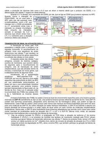 Arlindo Ugulino Netto ● MEDRESUMOS 2016 ● MAD II
62
www.medresumos.com.br
célula, a produção de citocinas (tais como a IL-2 que vai ativar a mesma célula que o produziu via CD25), e a
diferenciação das células T virgens em célula efetoras.
Quando o LT é ativado, há a expressão de CD40L por ele, que se liga ao CD40 que já estava expresso na APC.
Quando ocorre a interação do
CD40-CD40L, há um sinal para a
APC para que ela expresse mais
co-estimuladores, como o B7, que
interage com o CD28 pré-existente
no LT, aumentando ainda mais a
interação na sinapse imunológica.
Este conjunto de interações,
somado à secreção de IL-2 e
citocinas (que ativam ainda mais o
LT), é o suficiente para a ativação
extrema e efetiva das células T.
TRANSDUÇÃO DE SINAL NA ATIVAÇÃO DOS LT
A transdução de sinais pelo TCR
estabelece a relação entre o antígeno e as
repostas funcionais. O reconhecimento do
antígeno inicia uma sequência de sinais
bioquímicos nas células T que resultam na
ativação transcricional de genes específicos
e a entrada das células no ciclo celular.
A resposta celular das células T aos
antígenos consiste de distintos estágios:
eventos de membrana, que ocorrem dentro
de segundos após o reconhecimento do
antígeno; vias de transdução de sinais
citoplasmáticas, que são ativadas dentro de
minutos; e transcrição de novos genes, que
é detectável dentro de algumas horas.
Inicialmente, há a apresentação
antigênica: MHC-peptídeo-TCR. O
CD4/CD8, por sua vez, liga-se a uma região
específica não-polimórficas do MHC da APC
por sua extremidade extra-citosólica, ao
passo em que a sua extremidade citosólica
(cauda) apresenta uma proteína tirosina-
quinase (representada na figura pela Lck, da
família da Src). Esta Lck é colocada então
na proximidade dos ITAMs nas cadeias CD3
e da ζ, fosforilando as tirosinas desses
ITAMs.
A tirosina fosforilada das ITAMs na cadeia ζ torna-se local de ancoramento específico para uma tirosina quinase
chamada de ZAP-70 (semelhante ao Syk os LB), uma proteína tirosina-quinase diferente da família da Src. Esta ZAP-70
contém dois domínios conservados, designados como domínios Src de homologia-2 (SH2), que podem se ligar às
fosfotirosinas. Cada ITAM da cadeia ζ deve possuir pelo menos dois resíduos de tirosina fosforilada para servir de doca
para uma molécula de ZAP-70. Ao sofrer interação por estes resíduos fosforilados, a ZAP-70 se fosforila e adquire sua
própria atividade de tirosina-quinase e é então capaz de atuar sobre um certo número de moléculas citoplasmáticas
sinalizadoras. Dentre elas, a ZAP-70 ativa fosforilando duas proteínas adaptadoras que servirão como chave para várias
outras cascatas de sinalizações dentro da ativação dos LT: a LAT e a SLP-76. Dão-se início, então, as cascatas
bioquímicas intermediárias para a produção dos fatores de transcrição:
 Vias da proteína quinase Cγ (PKCγ): a sinalização do TCR induz a ativação da isoforma γ1 da enzima
fosfolipase C (PLCγ1), e os produtos da hidrólise dos lipídeos de membrana mediada pela PLCγ1 ativam
enzimas que geram fatores de transcrição adicionais nas células T. Dentre os produtos finais, temos o IP3 (que
produz um rápido aumento do Ca
2+
citosólico livre, dentro de minutos de ativação de ativação do LT) e o DAG
(segundo produto da degradação do PIP2, ativa a enzima PKC, que também participa na geração de fatores de
transcrição ativos).
 