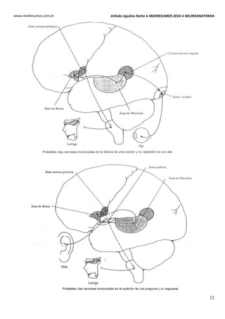 Medresumos 2016 neuroanatomia 14 - aspectos funcionais do córtex ...
