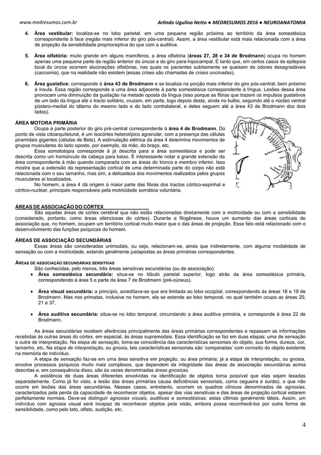 Medresumos 2016 neuroanatomia 14 - aspectos funcionais do córtex ...