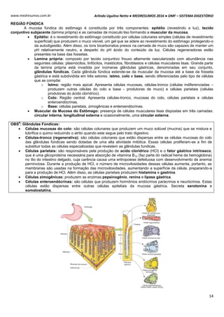 Arlindo Ugulino Netto ● MEDRESUMOS 2016 ● OMF – SISTEMA DIGESTÓRIO
14
www.medresumos.com.br
REGIÃO FÚNDICA
A mucosa fúndica do estômago é constituída por três componentes: epitélio (revestindo a luz), tecido
conjuntivo subjacente (lamina própria) e as camadas de músculo liso formando a muscular da mucosa.
 Epitélio: é o revestimento do estômago constituído por células colunares simples (células de revestimento
superficial) que produzem o muco visível, um gel que se adere ao revestimento do estômago protegendo-o
da autodigestão. Além disso, os íons bicarbonatos presos na camada de muco são capazes de manter um
pH relativamente neutro, a despeito do pH ácido do conteúdo da luz. Células regeneradoras estão
presentes na base das fossetas.
 Lamina própria: composto por tecido conjuntivo frouxo altamente vascularizado com abundância nas
seguintes células: plasmócitos, linfócitos, mastócitos, fibroblastos e células musculares lisas. Grande parte
da lamina própria está invadida por inúmeras glândulas gástricas, denominadas em seu conjunto,
glândulas fúndicas. Cada glândula fúndica estende-se da muscular da mucosa até a base da fosseta
gástrica e está subdividida em três setores: istmo, colo e base, sendo diferenciadas pelo tipo de células
que as compõe:
o Istmo: região mais apical. Apresenta células mucosas, células-tronco (células indiferenciadas –
produzem outras células do colo e base - produtoras de muco) e células parietais (células
produtoras do ácido clorídrico).
o Colo: Região central. Apresenta células-tronco, mucosas do colo, células parietais e células
enteroendócrinas.
o Base: células parietais, zimogênicas e enteroendócrinas.
 Muscular da Mucosa do Estômago: presença de células musculares lisas dispostas em três camadas:
circular interna, longitudinal externa e ocasionalmente, uma circular externa.
OBS
6
: Glândulas Fúndicas:
 Células mucosas do colo: são células colunares que produzem um muco solúvel (mucina) que se mistura e
lubrifica o quimo reduzindo o atrito quando este segue pelo trato digestivo.
 Células-tronco (regenerativa): são células colunares que estão dispersas entre as células mucosas do colo
das glândulas fúndicas sendo dotadas de uma alta atividade mitótica. Essas células proliferam-se a fim de
substituir todas as células especializadas que revestem as glândulas fundicas.
 Células parietais: são responsáveis pela produção de acido clorídrico (HCl) e o fator gástrico intrínseco,
que é uma glicoproteína necessária para absorção de vitamina B12 (faz parte do radical heme da hemoglobina)
no ílio do intestino delgado, cuja carência causa uma eritropoiese defeituosa com desenvolvimento de anemia
perninciosa. Durante a produção de HCl, o número de microvilosidades dessas células aumenta, portanto, as
membranas são usadas na formação das microvilosidades, aumentando a superfície da célula, preparando-a
para a produção de HCl. Além disso, as células parietais produzem histamina e gastrina.
 Células zimogênicas: produzem as enzimas pepsinogênio, renina e lípase gástrica.
 Células enteroendócrinas: são células que produzem hormônios endócrinos parácrinos e neurócrinos. Estas
células estão dispersas entre outras células epiteliais da mucosa gástrica. Secreta serotonina e
somatostatina.
 