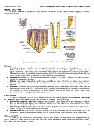 Arlindo Ugulino Netto ● MEDRESUMOS 2016 ● OMF – SISTEMA DIGESTÓRIO
16
www.medresumos.com.br
MUCOSA INTESTINAL
A mucosa intestinal é composta de três camadas: um epitélio colunar simples, lâmina própria e a camada
muscular da mucosa.
EPITÉLIO
O epitélio é composto por células absortivas superficiais, caliciformes, enteroendócrinas e células M.
 Células absortivas: São células colunares altas que participam da parte final da digestão e da absorção de
água e nutrientes. Além disso, elas reesterificam ácidos graxos em triglicerídeos, formam quilomícrons e
transportam a massa de nutrientes absorvidos para a lâmina própria de onde serão distribuídos para o resto do
corpo. Na sua porção apical, há presença de microvilosidades (borda estriada).
 Células caliciformes: são glândulas unicelulares que secretam mucinogênio, cuja forma hidratada constitui a
mucina, um componente do muco.
 Células enteroendócrinas: células endócrinas associadas ao tecido intestinal. São células que produzem
hormônios parácrinos e endócrinos. Secretam hormônios como secretina, colescistoquinina, peptídeo inibidor
gástrico.
 Células M: são células que fagocitam e transportam antígenos da luz para a lâmina própria. Elas fazem parte do
sistema mononuclear fagocitário. Localizam-se abaixo do tecido linfoide associado e possui aspecto semelhante
ao macrófago. Também estão presentes na lâmina própria, próximas as células de Paneth. Podem estar
presentes na submucosa agregadas as placas de Payer.
LÂMINA PRÓPRIA
Constituída por tecido conjuntivo frouxo. Possui numerosas glândulas tubulosas chamadas criptas (glândulas)
de Lieberkuhn, além disso, possui tecido linfoide o protege de invasões e microorganismos.
 Criptas (glândulas) de Lieberkuhn: essas criptas aumentam a área da superfície do revestimento intestinal.
Elas são constituídas por célula enteroendócrinas, células absortivas superficiais, células caliciformes, células
regeneradoras e células de Paneth.
 Células regeneradoras: são as células tronco do intestino delgado, que proliferam extensamente, repovoando o
epitélio das criptas da superfície mucosa e vilosidades.
 Células de Paneth: são células piramidais que ocupam a porção inferior das criptas de Lieberkuhn. Elas
secretam um antibacteriano chamado lisozina, fator de necrose tumoral α e proteínas de defesa (defensinas).
CAMADA MUSCULAR
É constituída por uma camada circular interna e longitudinal externa. As fibras musculares da camada circular
interna penetram nos vilos, estendendo-se até a membrana basal. Na digestão, essas fibras musculares se contraem,
encurtando o vilo várias vezes por minuto.
 