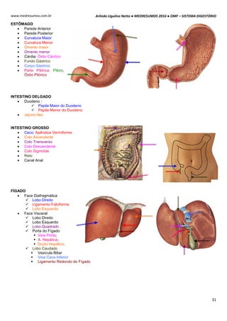 Arlindo Ugulino Netto ● MEDRESUMOS 2016 ● OMF – SISTEMA DIGESTÓRIO
31
www.medresumos.com.br
ESTÔMAGO
 Parede Anterior
 Parede Posterior
 Curvatura Maior
 Curvatura Menor
 Omento maior
 Omento menor
 Cárdia: Óstio Cárdico
 Fundo Gástrico
 Corpo Gástrico
 Parte Pilórica: Piloro,
Óstio Pilórico
INTESTINO DELGADO
 Duodeno :
 Papila Maior do Duodeno
 Papila Menor do Duodeno
 Jejuno-íleo
INTESTINO GROSSO
 Ceco: Apêndice Vermiforme
 Colo Ascendente
 Colo Transverso
 Colo Descendente
 Colo Sigmóide
 Reto
 Canal Anal
FÍGADO
 Face Diafragmática
 Lobo Direito
 Ligamento Falciforme
 Lobo Esquerdo
 Face Visceral
 Lobo Direito
 Lobo Esquerdo
 Lobo Quadrado
 Porta do Fígado
 Veia Porta;
 A. Hepática;
 Ducto Hepático.
 Lobo Caudado
 Vesícula Biliar
 Veia Cava Inferior
 Ligamento Redondo do Fígado
 