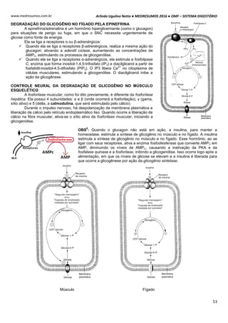 Arlindo Ugulino Netto ● MEDRESUMOS 2016 ● OMF – SISTEMA DIGESTÓRIO
53
www.medresumos.com.br
DEGRADAÇÃO DO GLICOGÊNIO NO FÍGADO PELA EPINEFRINA
A epinefrina/adrenalina é um hormônio hiperglicemiante (como o glucagon)
para situações de perigo ou fuga, em que o SNC necessita urgentemente de
glicose como fonte de energia.
Ela se liga a receptores α ou β-adrenérgicos:
 Quando ela se liga a receptores β-adrenérgicos, realiza a mesma ação do
glucagon: ativando a adenilil ciclase, aumentando as concentrações de
AMPC, estimulando os processos de glicogenólise.
 Quando ela se liga a receptores α-adrenérgicos, ela estimula a fosfolipase
C, enzima que forma inositol-1,4,5-trifosfato (IP3) e diacilglicerol a partir de
fosfatidil-inositol-4,5-difosfato (PIP2). O IP3 libera Ca
2+
no citoplasma de
células musculares, estimulando a glicogenólise. O diacilglicerol inibe a
ação da glicogênese.
CONTROLE NEURAL DA DEGRADAÇÃO DE GLICOGÊNIO NO MÚSCULO
ESQUELÉTICO
A fosforilase muscular, como foi dito previamente, é diferente da fosforilase
hepática. Ela possui 4 subunidades: α e β (onde ocorrerá a fosforilação), γ (gama,
sítio ativo) e δ (delta, a calmodulina, que será estimulado pelo cálcio).
Durante o impulso nervoso, há despolarização da membrana plasmática e
liberação de cálcio pelo retículo endoplasmático liso. Quando ocorre a liberação de
cálcio na fibra muscular, ativa-se o sítio ativo da fosforilase muscular, iniciando a
glicogenólise.
OBS
8
: Quando o glucagon não está em ação, a insulina, para manter a
homeostase, estimula a síntese de glicogênio no músculo e no fígado. A insulina
estimula a síntese de glicogênio no músculo e no fígado. Esse hormônio, ao se
ligar com seus receptores, ativa a enzima fosfodiesterase que converte AMPC em
AMP, diminuindo os níveis de AMPC, causando a inativação da PKA e da
fosfatase quinase e a fosforilase, inibindo a glicogenólise. Isso ocorre logo após a
alimentação, em que os níveis de glicose se elevam e a insulina é liberada para
que ocorra a glicogênese por ação da glicogênio sintetase.
Músculo Fígado
 